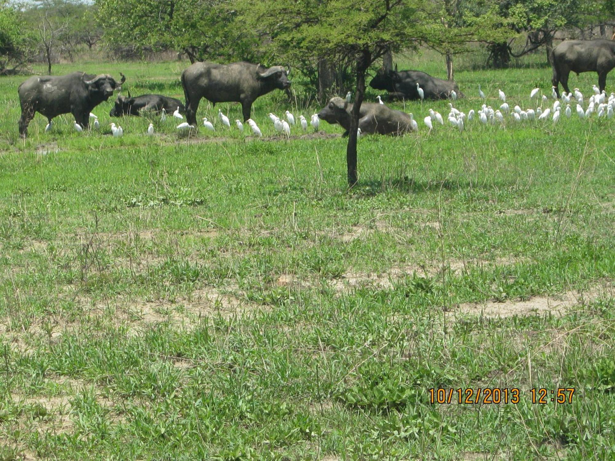 Lochinvar Safari Lodge Of Lochinvar National Park - Zambia מראה חיצוני תמונה