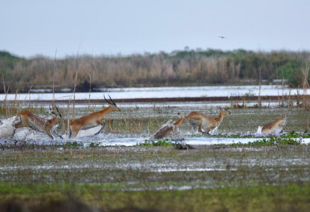 Lochinvar Safari Lodge Of Lochinvar National Park - Zambia מראה חיצוני תמונה